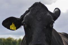 m.c.f.20130915-DSC_0113