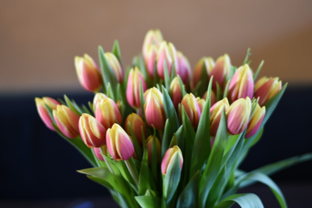 Tulpen aus Amsterdam. Kemper-Vision-Portrait-Fotografie