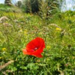 Klatschmohn