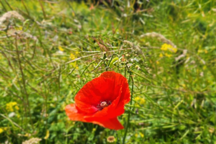 Klatschmohn