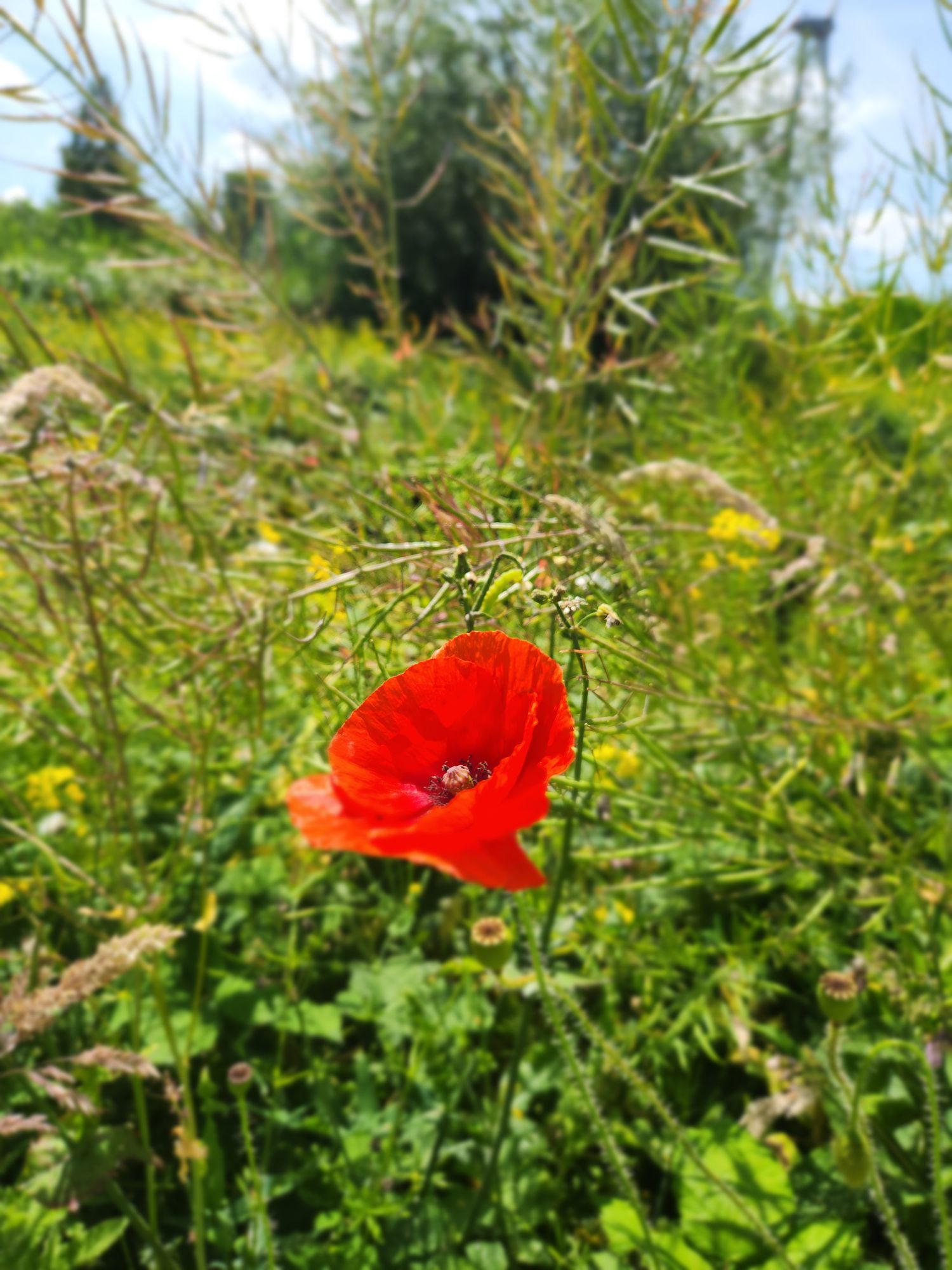 Klatschmohn
