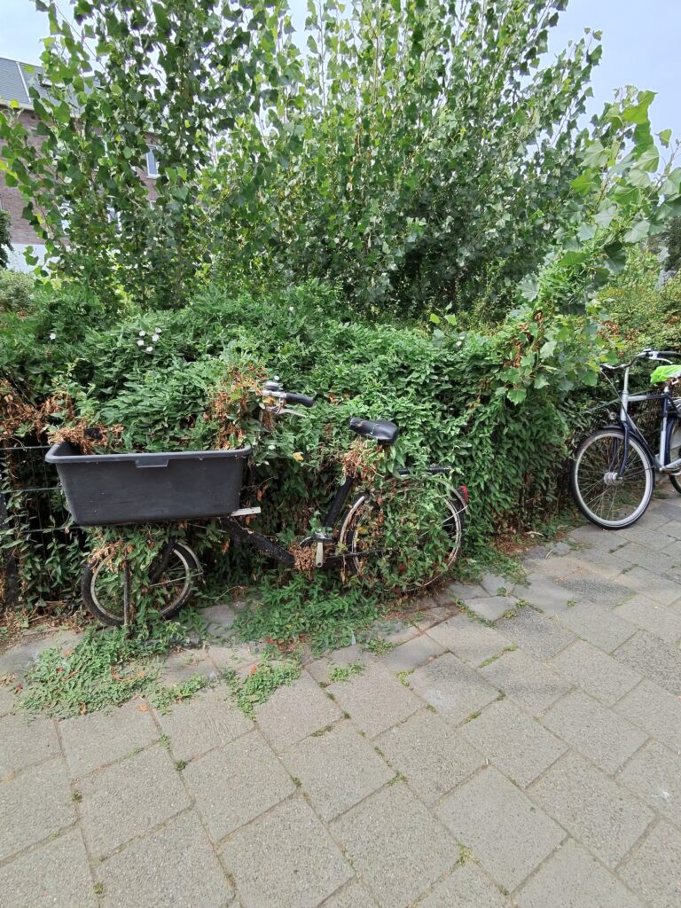 Fahrrad der Natur III