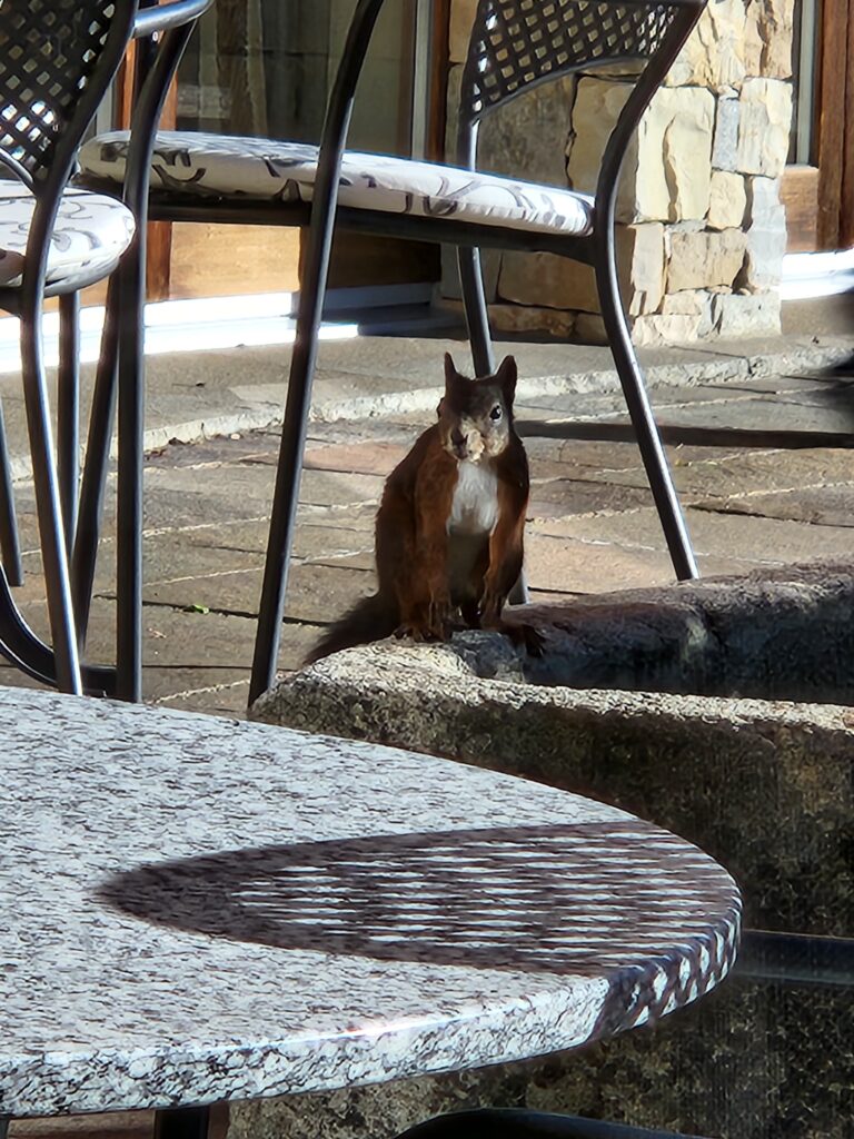 Die Eichhörnchen, zahm wie früher schon